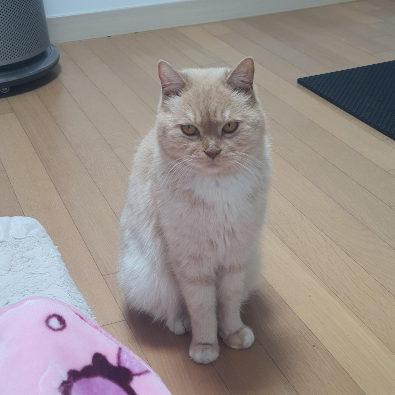 브리티시 쇼트헤어 이미지 파일 입니다.